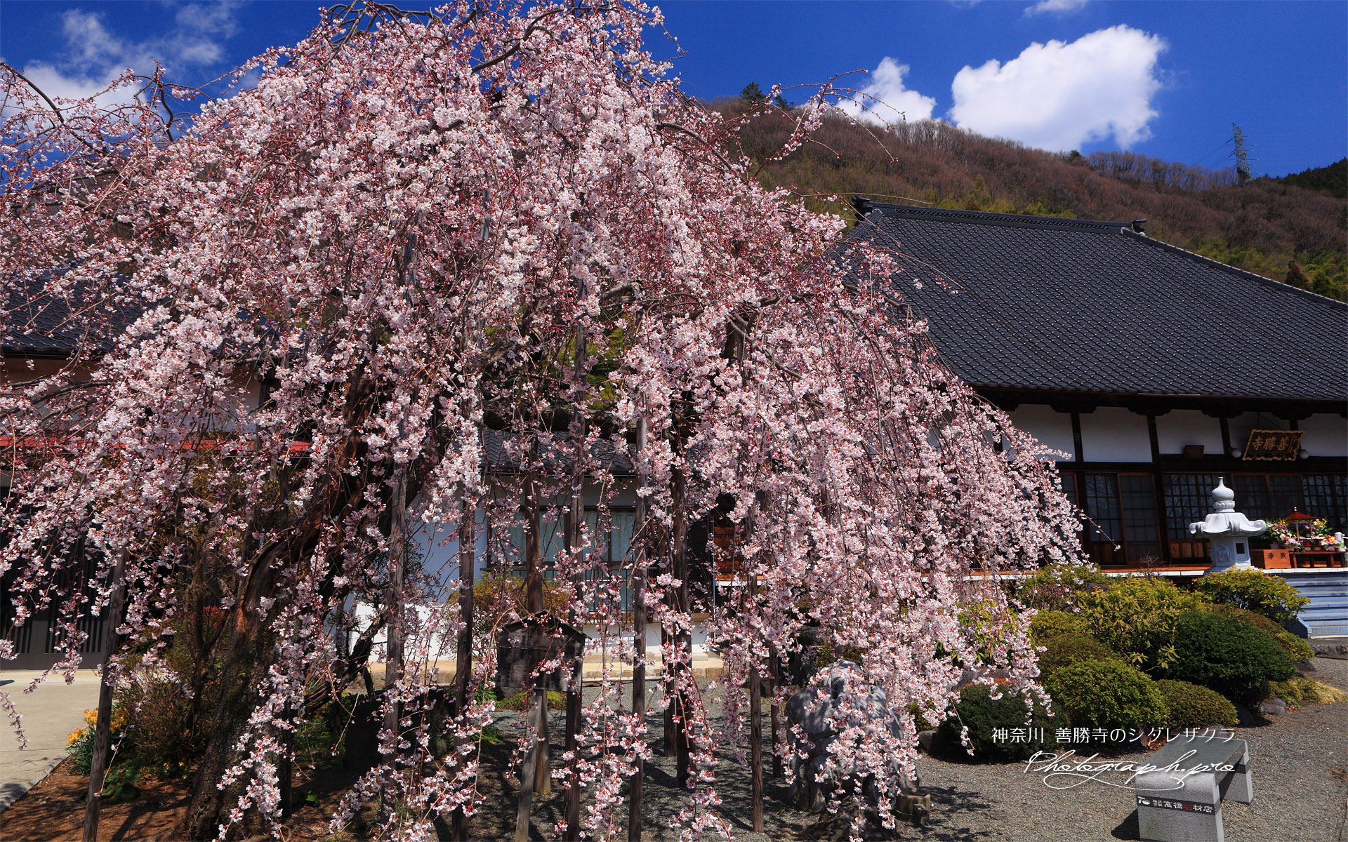 善勝寺の枝垂れ桜