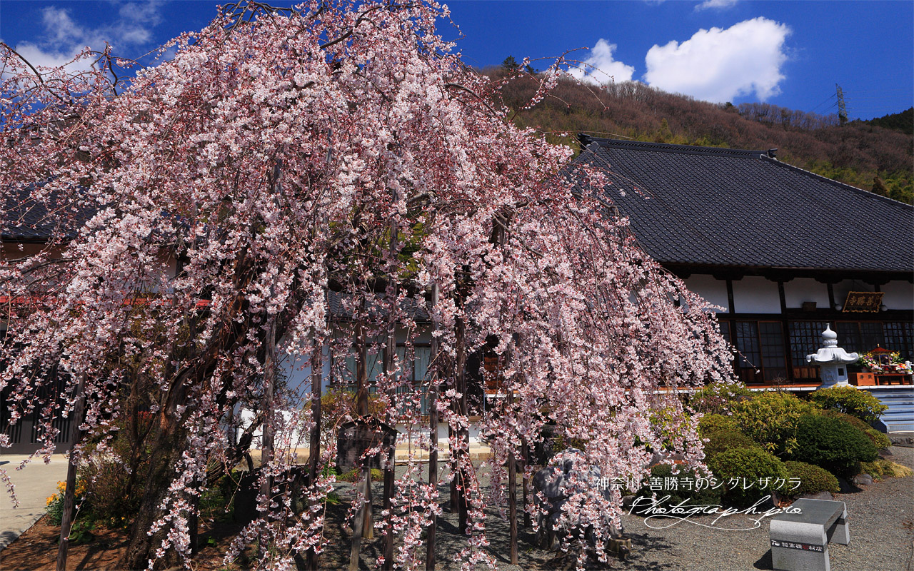 善勝寺の枝垂れ桜 壁紙