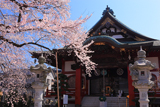 大光寺のエドヒガン