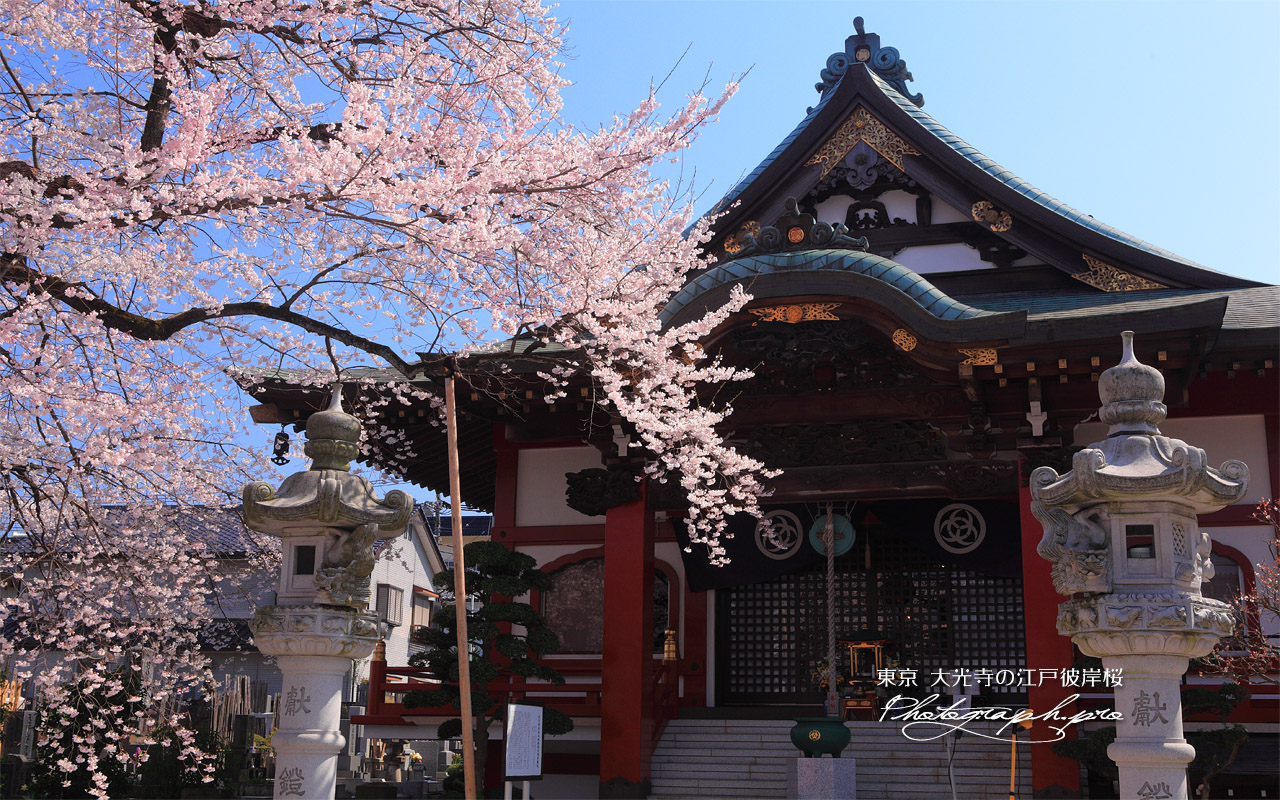 大光寺のエドヒガン 壁紙