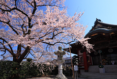 大光寺の桜