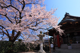 大光寺の桜