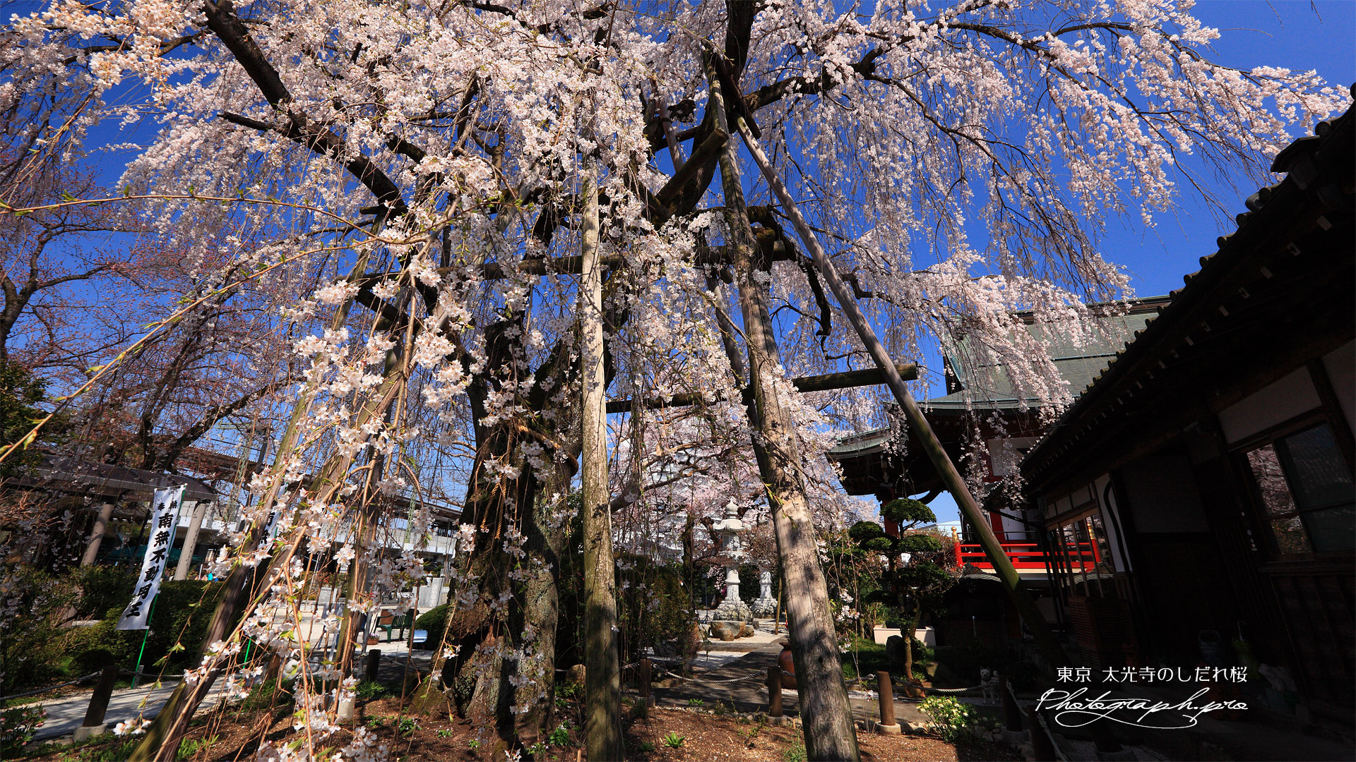 大光寺のしだれ桜