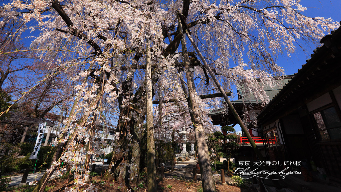 大光寺のしだれ桜 壁紙