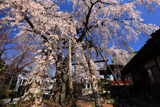 大光寺のしだれ桜