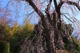 興福寺のしだれ桜