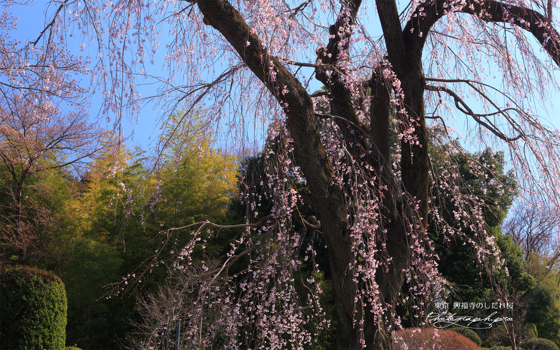 興福寺のしだれ桜