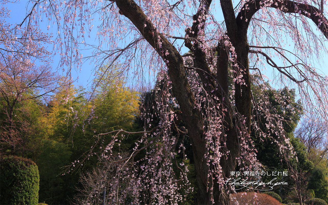 興福寺のしだれ桜 壁紙