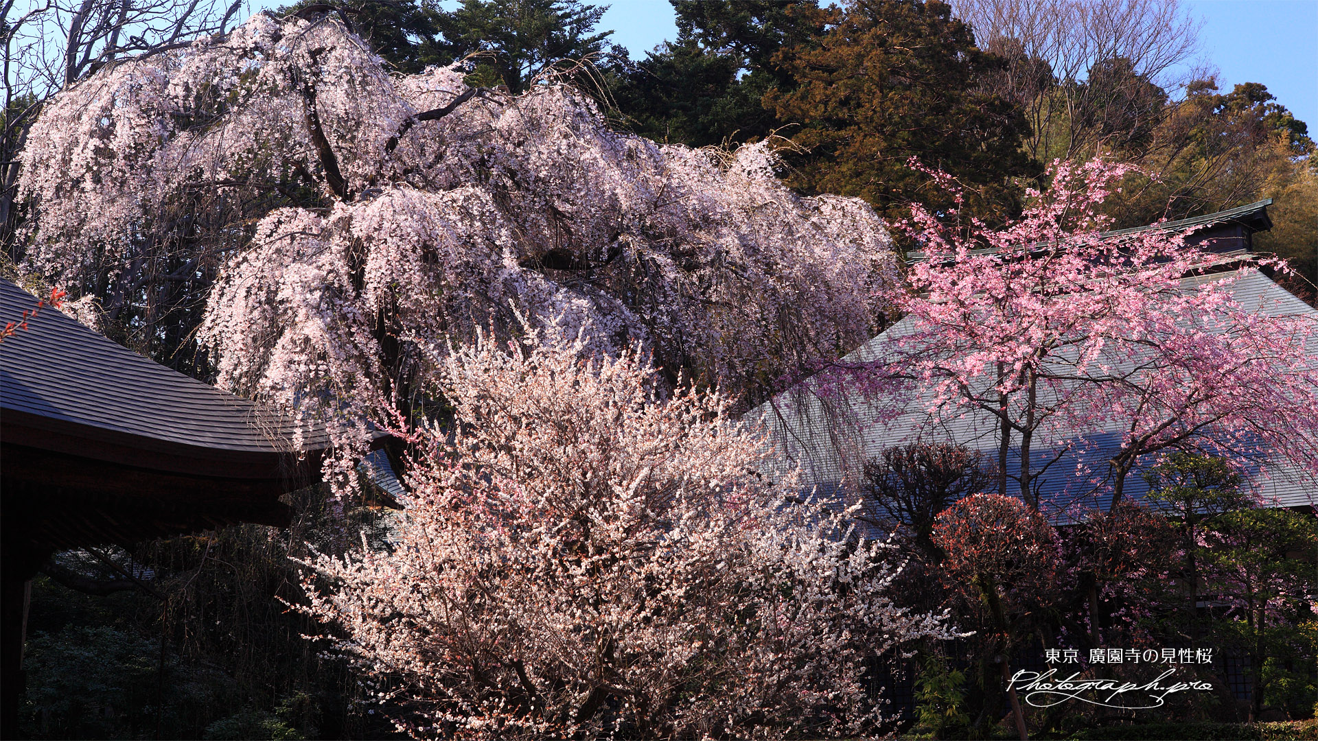 広園寺の見性桜