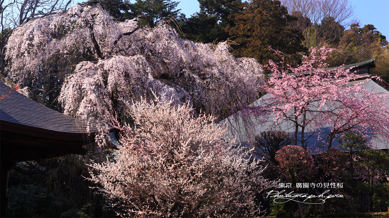 広園寺の見性桜 壁紙