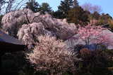 広園寺の見性桜