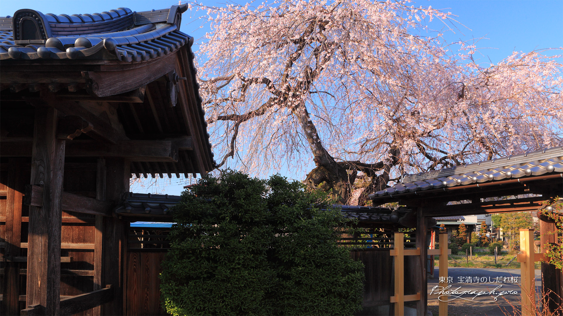 宝清寺の枝垂れ桜