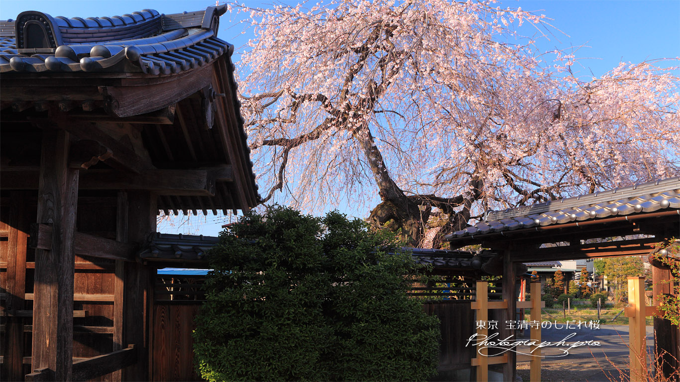 宝清寺の枝垂れ桜 壁紙