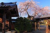 宝清寺の枝垂れ桜
