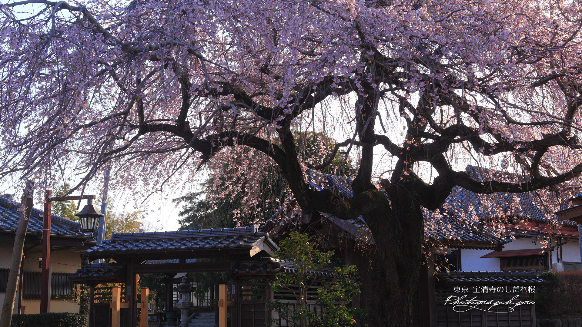 宝清寺のしだれ桜