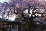 宝清寺のしだれ桜
