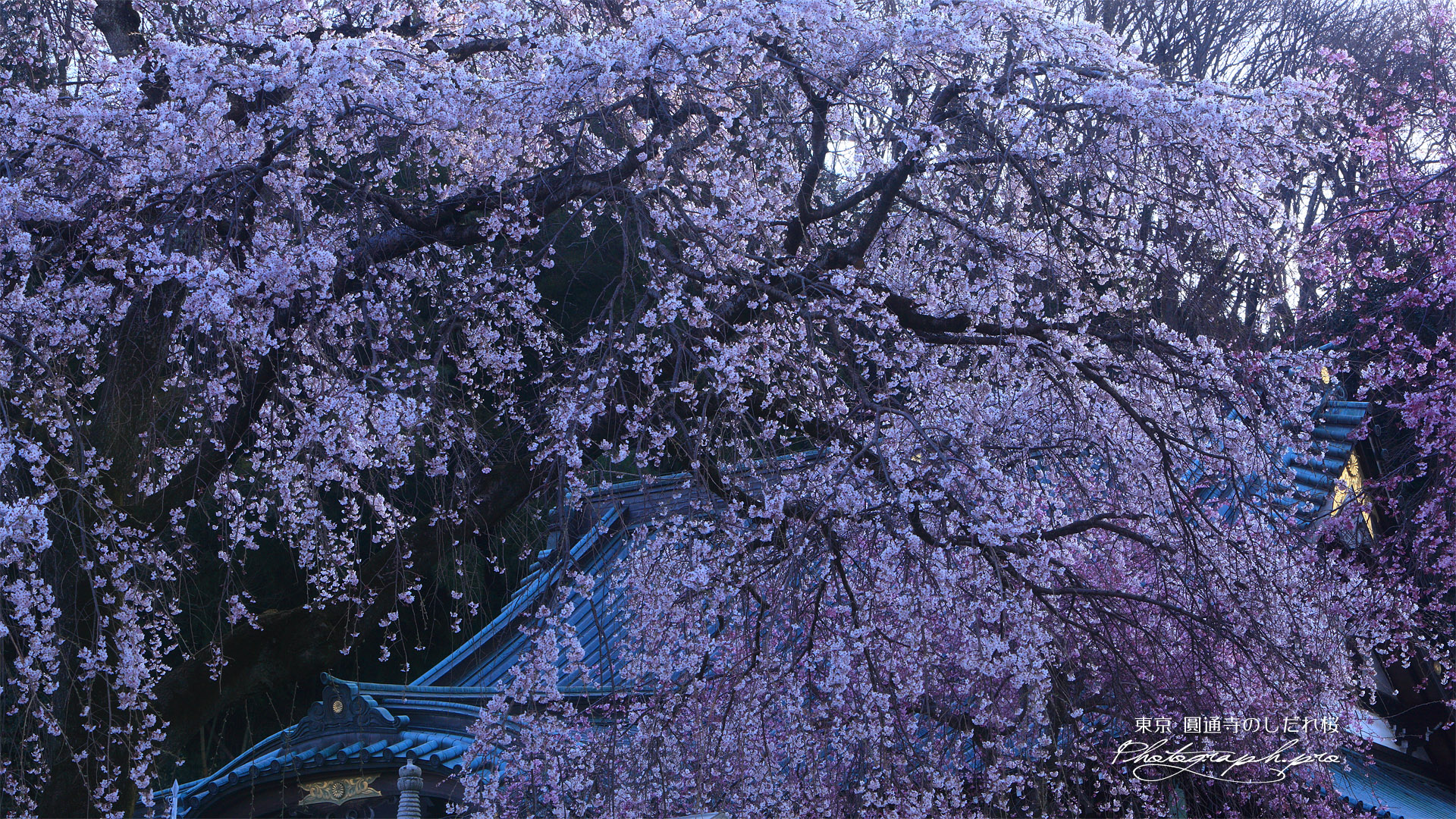 圓通寺のしだれ桜