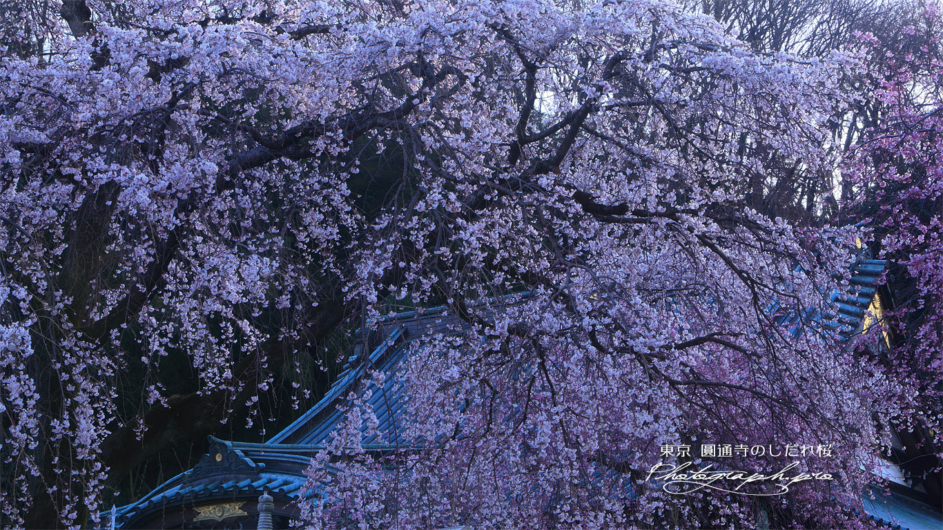 圓通寺のしだれ桜 壁紙