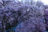 圓通寺のしだれ桜