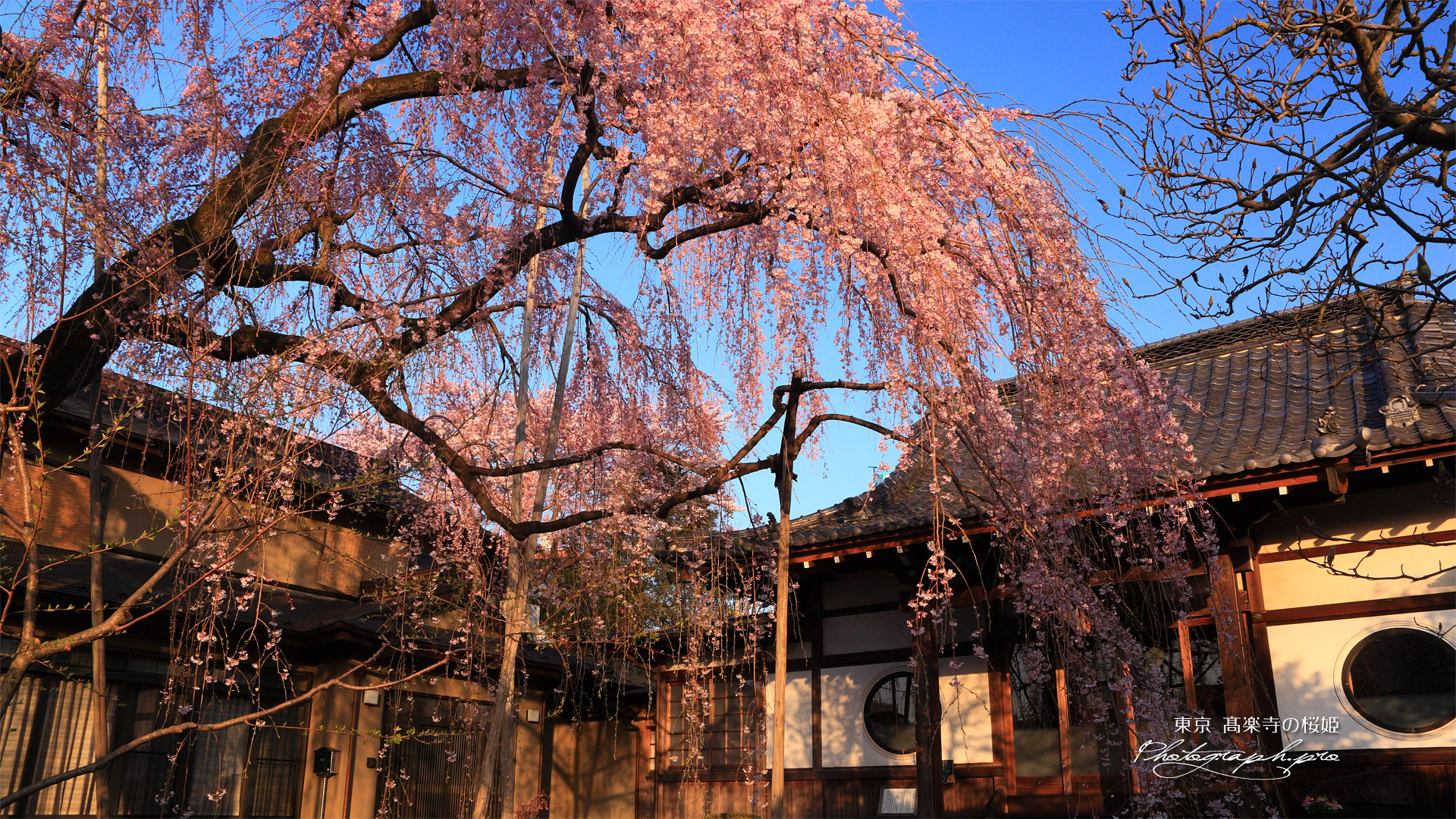 高楽寺のしだれ桜
