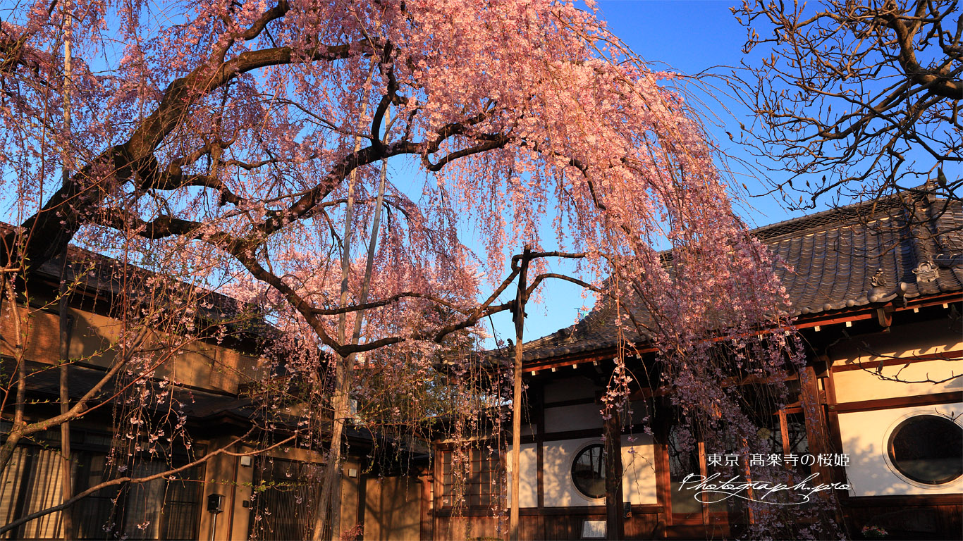 高楽寺のしだれ桜 壁紙
