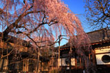 高楽寺のしだれ桜