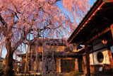 高楽寺の枝垂れ桜