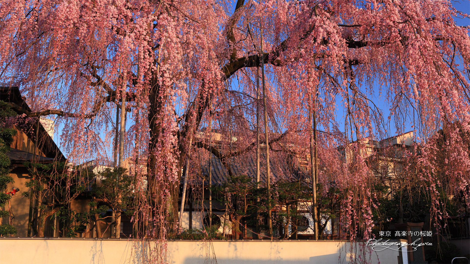 高楽寺の姫桜