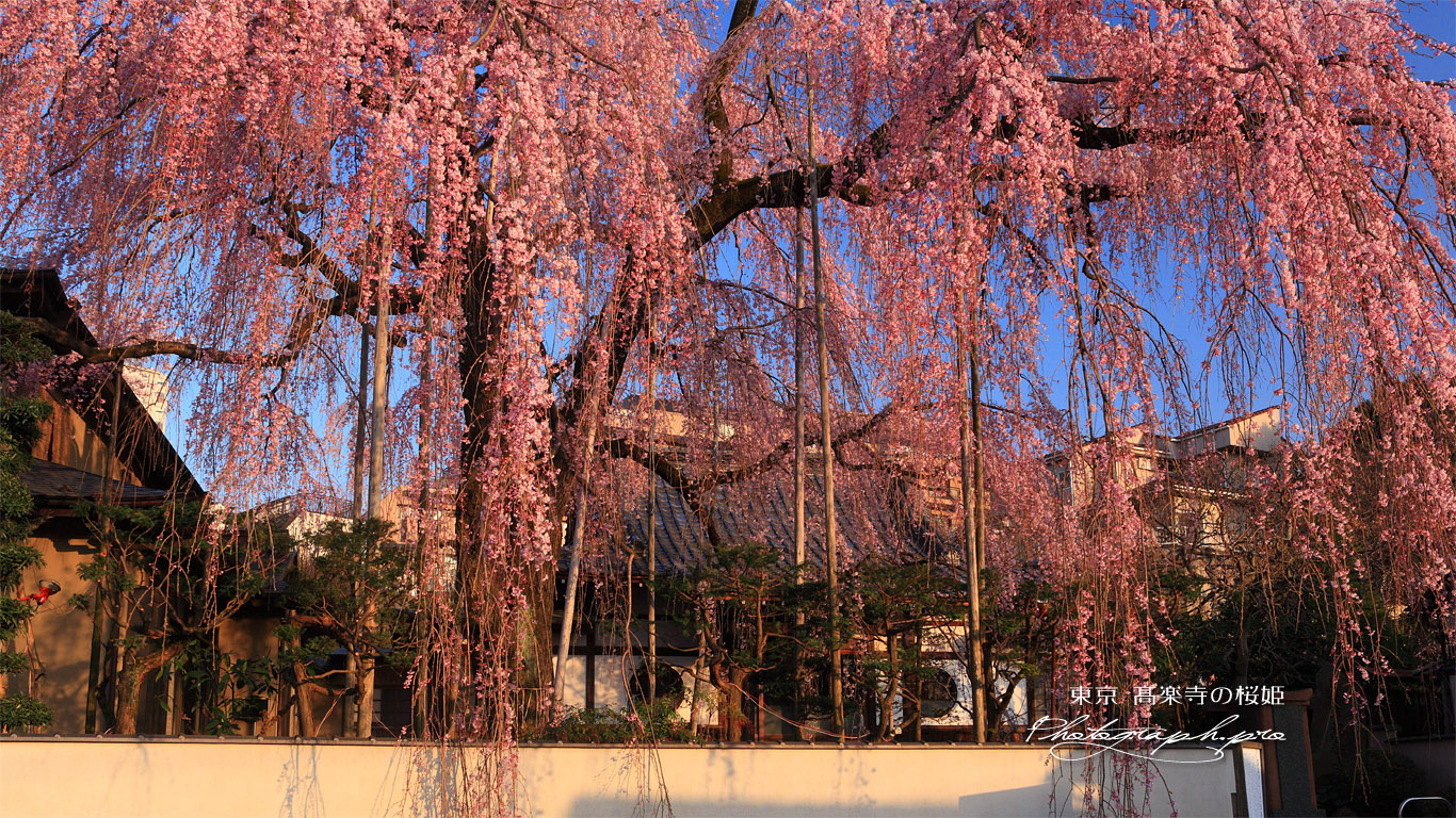 高楽寺の姫桜 壁紙