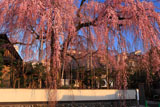 高楽寺の姫桜