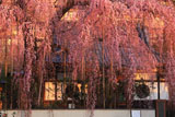 東京都の桜