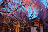 高楽寺の桜
