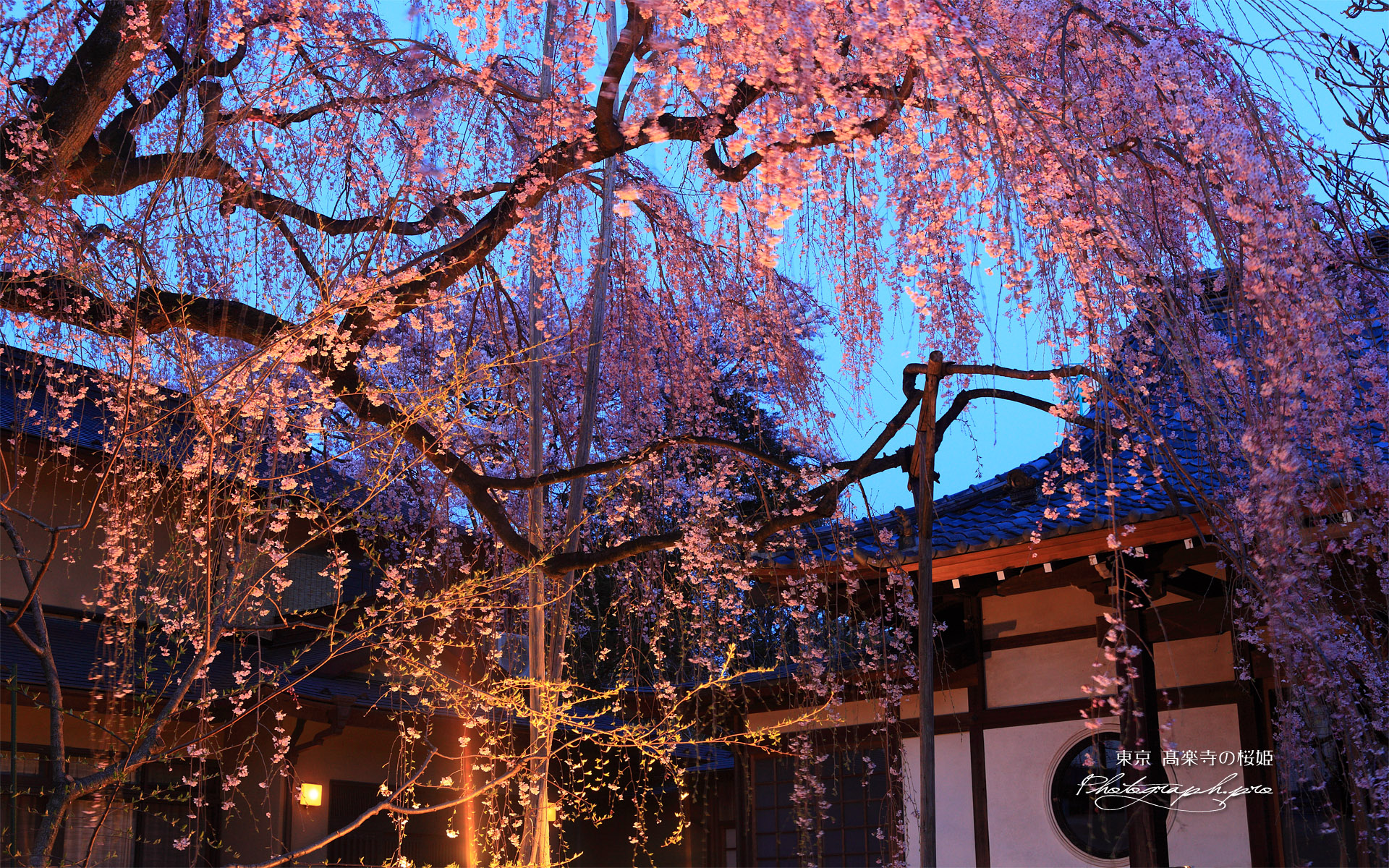 高楽寺の桜