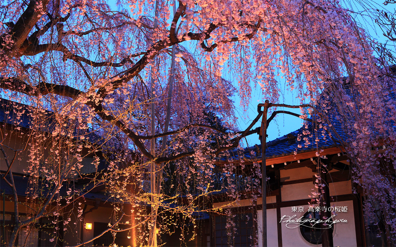 高楽寺の桜 壁紙