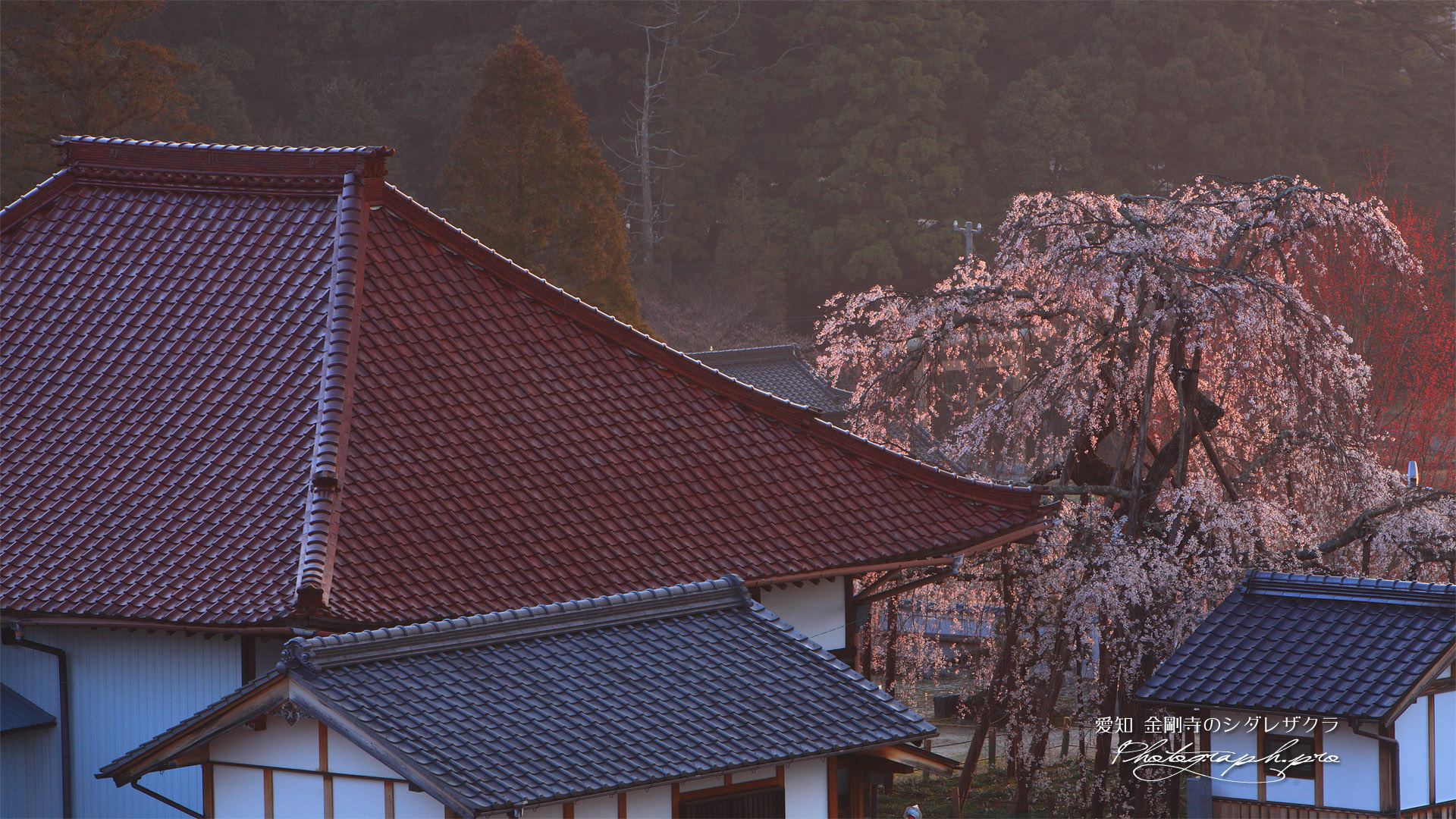 金剛寺のしだれ桜