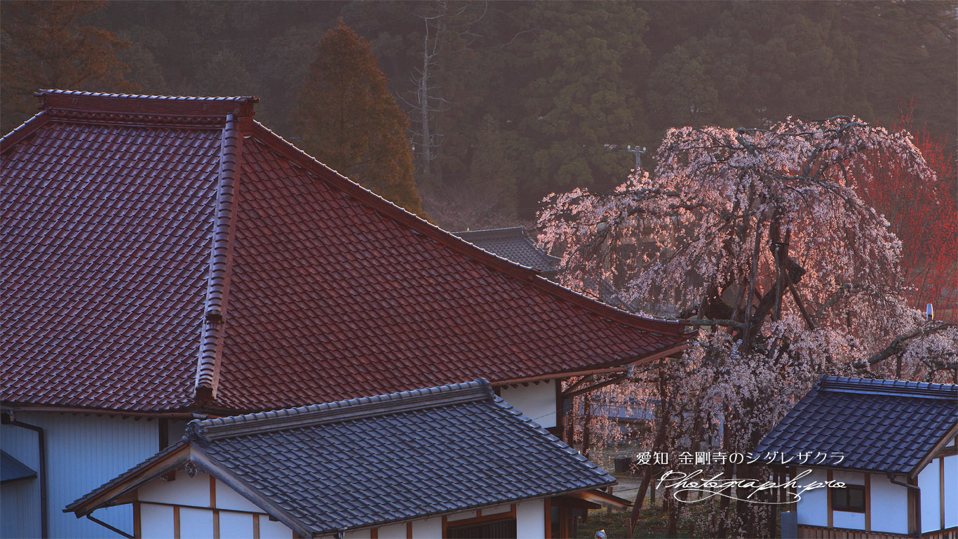金剛寺のしだれ桜 壁紙