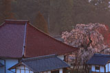 金剛寺のしだれ桜