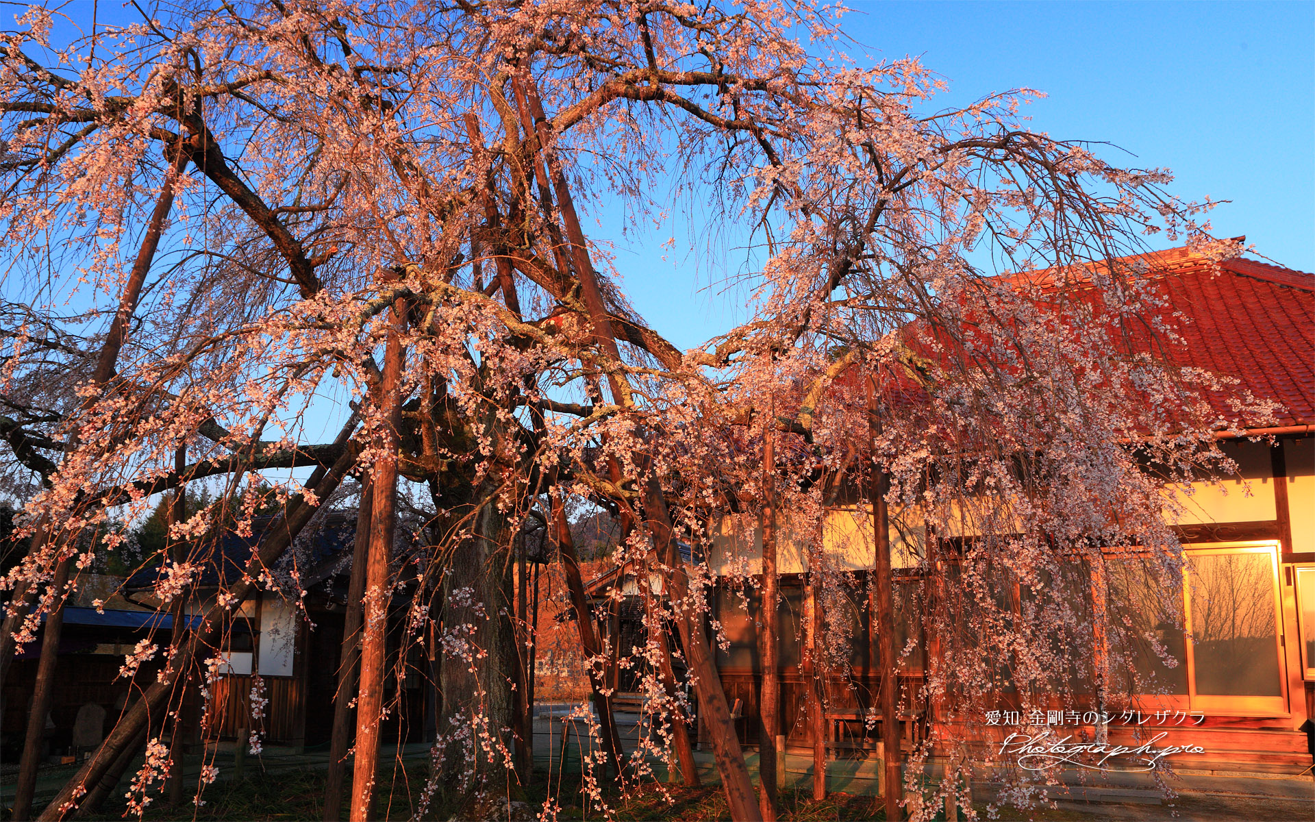金剛寺の枝垂れ桜