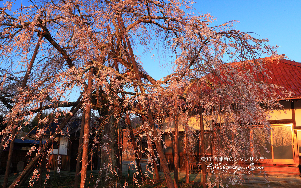 金剛寺の枝垂れ桜 壁紙