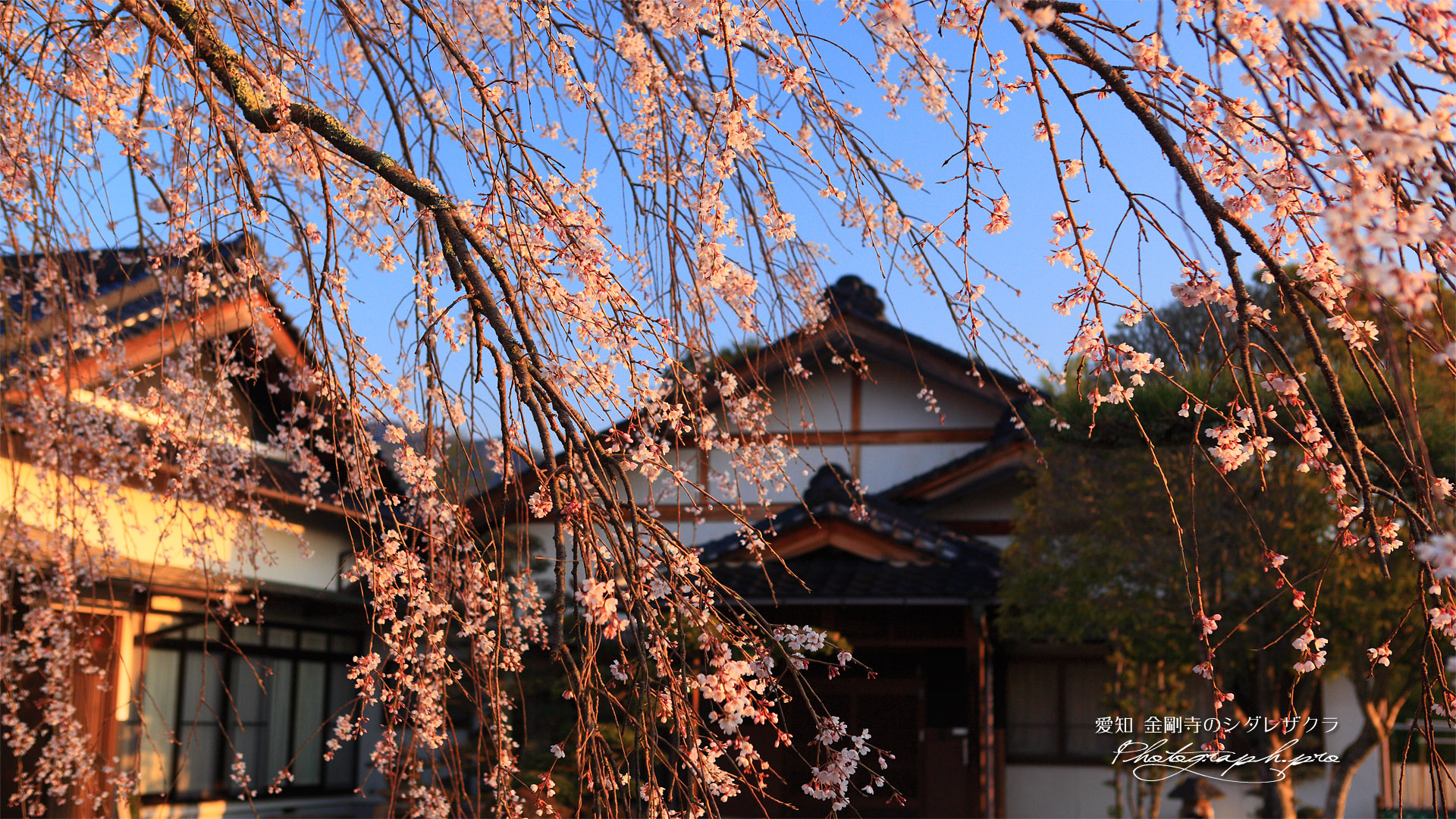 金剛寺の枝垂桜
