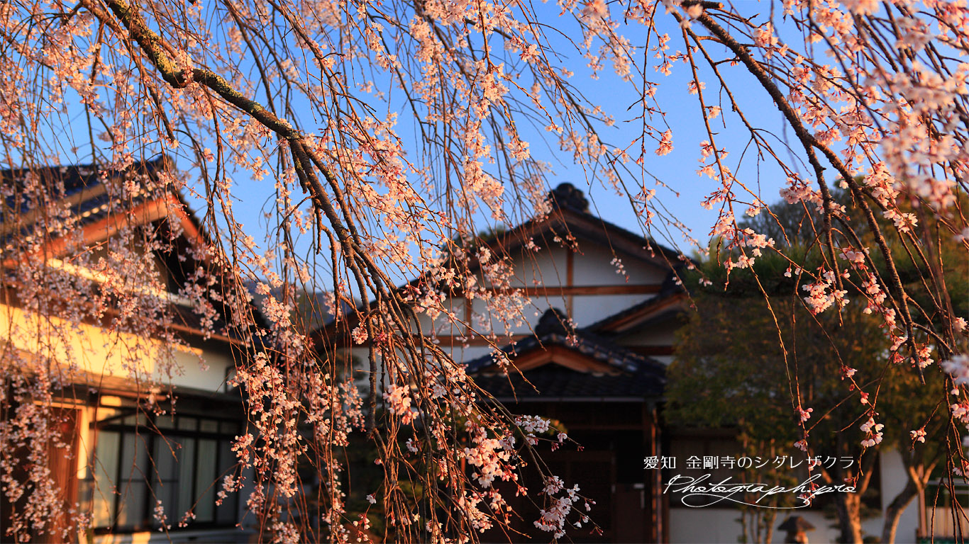 金剛寺の枝垂桜 壁紙