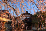 金剛寺の枝垂桜