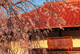 金剛寺のシダレ桜