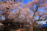 専通寺のしだれ桜