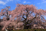 専通寺の枝垂れ桜