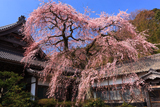 勝泉寺のしだれ桜