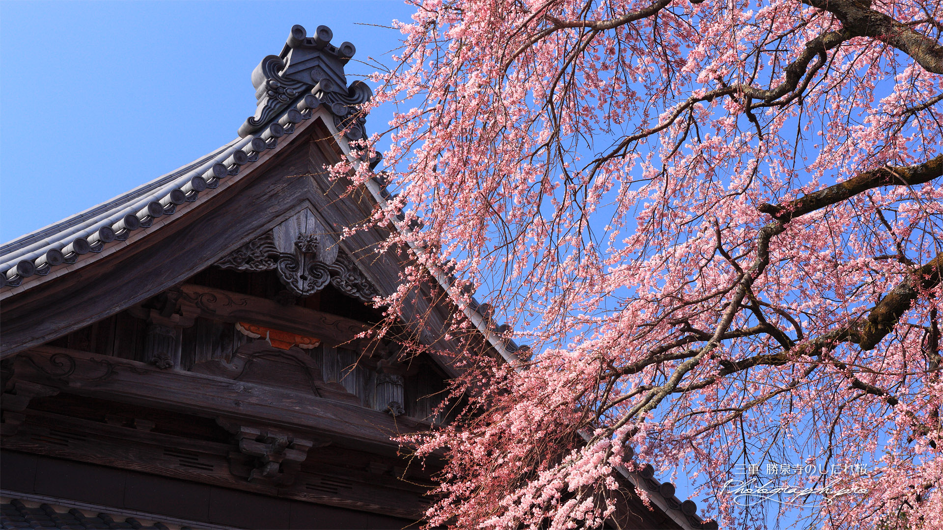 勝泉寺の枝垂れ桜
