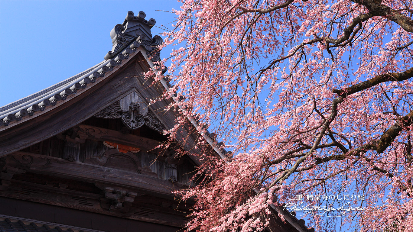 勝泉寺の枝垂れ桜 壁紙
