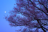 扶桑うす紅桜 十六夜の月