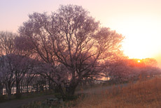 扶桑うす紅桜